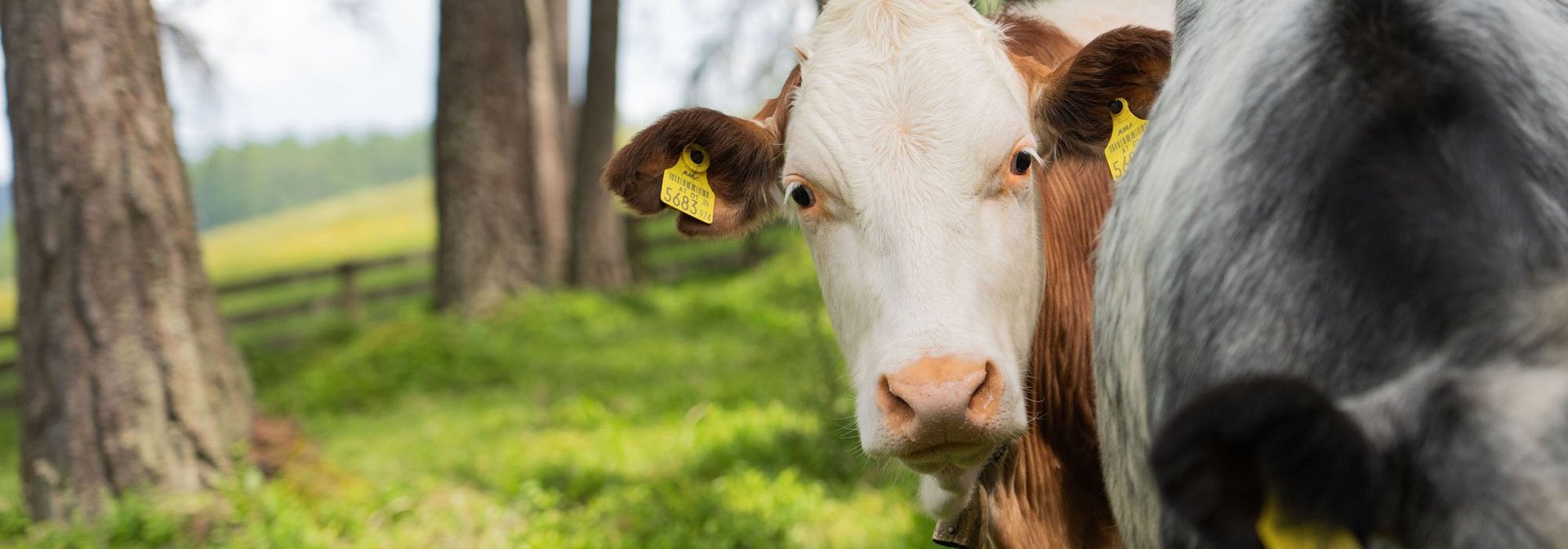 Eine schwarz-weiße Kuh auf der Wiese
