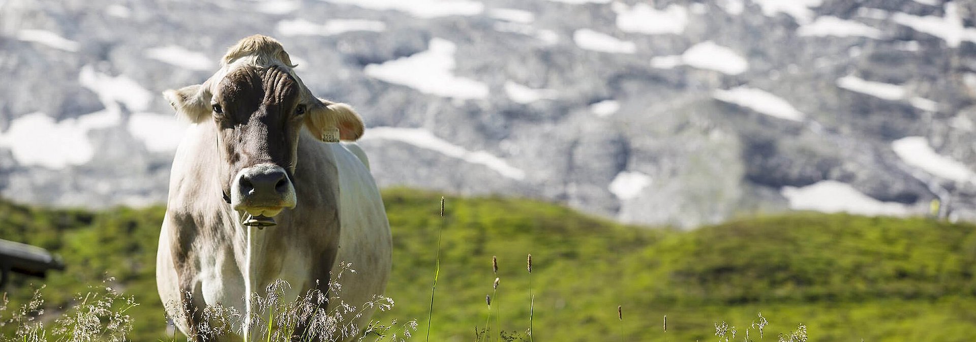 Kuh auf Almwiese vor Gletscher