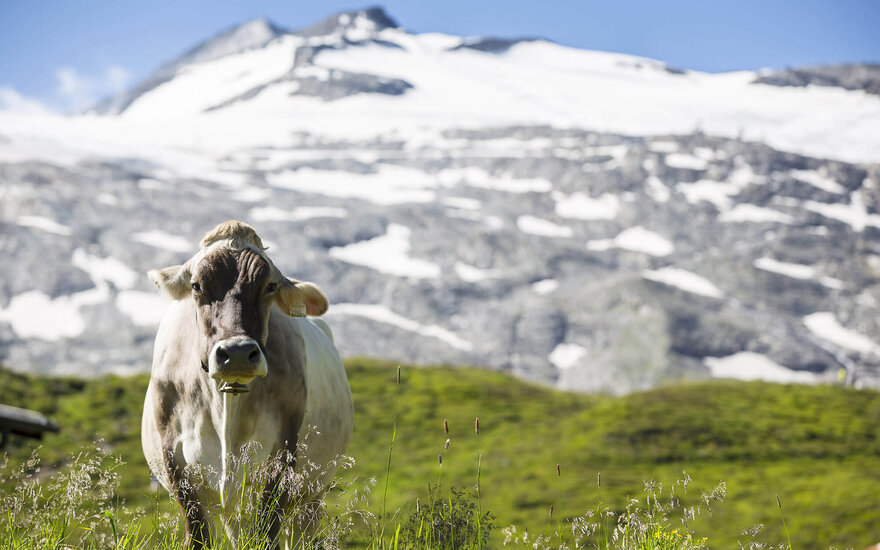 Eine Kuh steht auf einer grünen Wiese, im Hintergrund sind schneebedeckte Berge und ein strahlend blauer Himmel zu sehen.