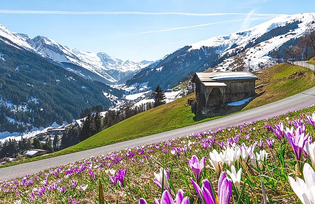 Blumen in Hintertux