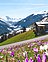 Blumen in Hintertux