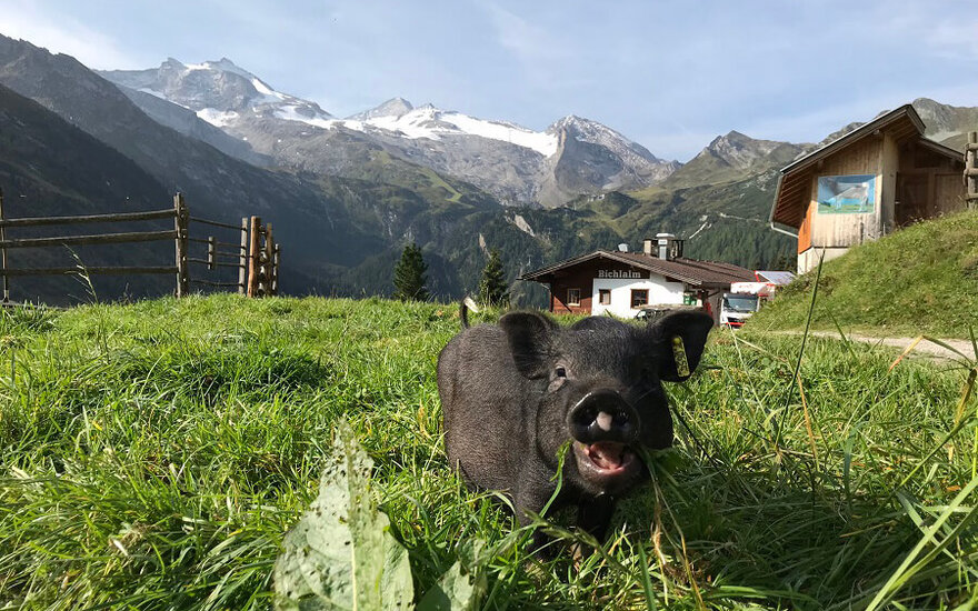 Ein kleines schwarzes Schwein grast fröhlich auf einer grünen Wiese, umgeben von majestätischen Bergen und einem Bauernhaus.