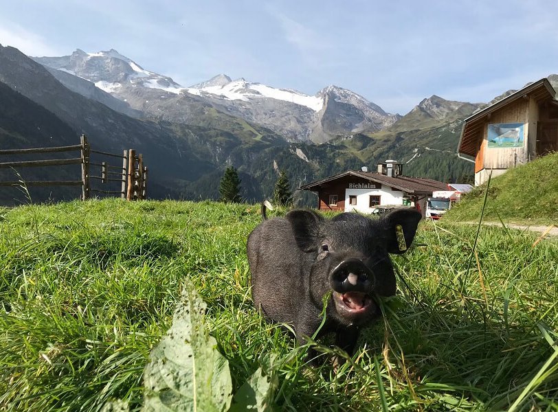 Ferkel auf der Bichlalm