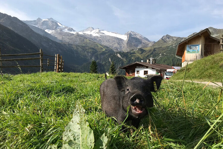 Ein kleines schwarzes Schwein grast fröhlich auf einer grünen Wiese, umgeben von majestätischen Bergen und einem Bauernhaus.