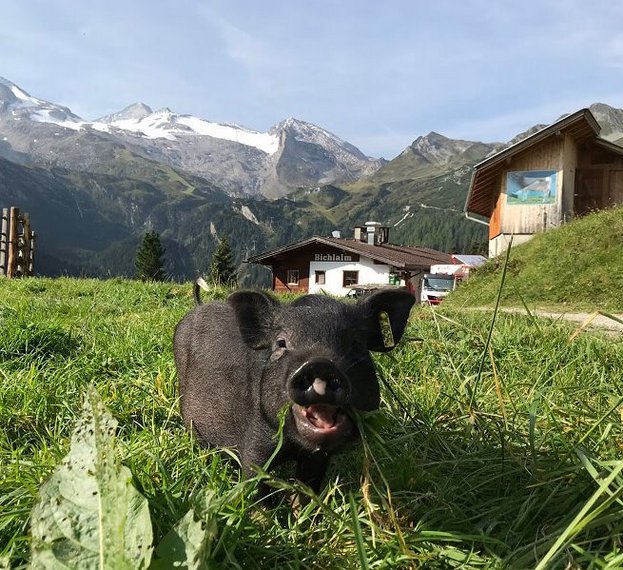 Ferkel auf der Bichlalm