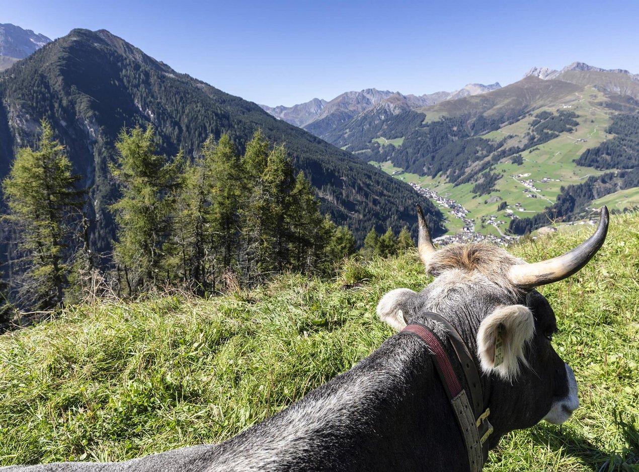 Kuh auf der Schrofenalm