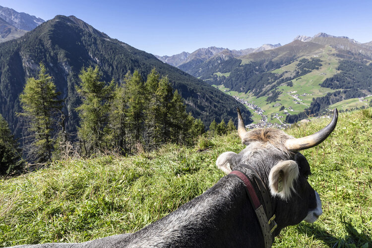 Eine Kuh steht auf einer Wiese und blickt auf ein malerisches Tal mit Bergen im Hintergrund.