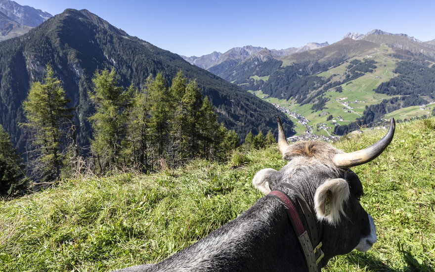 Eine Kuh steht auf einer Wiese und blickt auf ein malerisches Tal mit Bergen im Hintergrund.