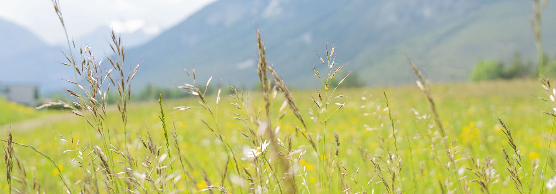 Wiese beim Bauernhof in Obsteig