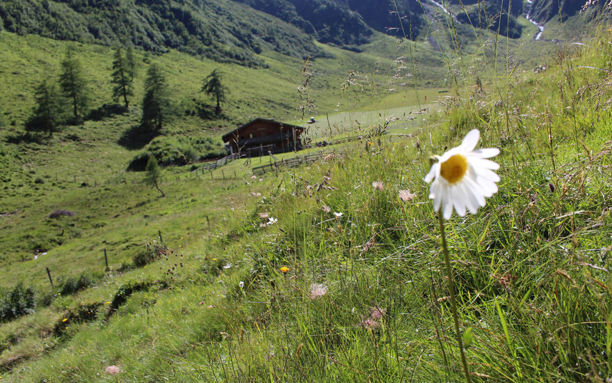 Eine weiße Blume steht im Vordergrund, während im Hintergrund eine Hütte in einer grünen, hügeligen Landschaft sichtbar ist.