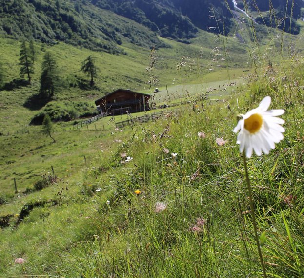 Margerite auf Almwiese