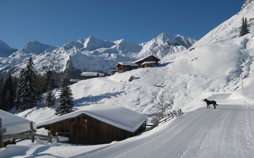 Ein klarer blauer Himmel über einer verschneiten Berglandschaft, während ein Hund auf dem Weg steht und die Umgebung erkundet.