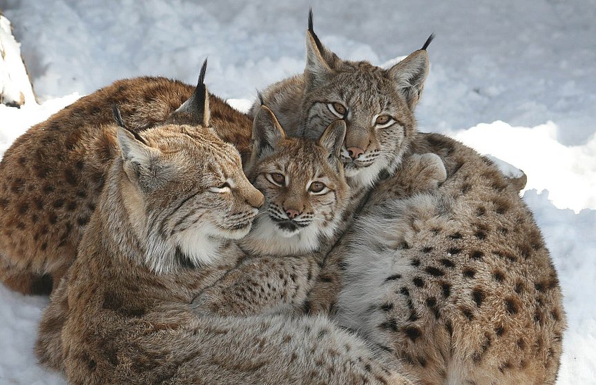 Luchse im Alpenzoo Innsbruck
