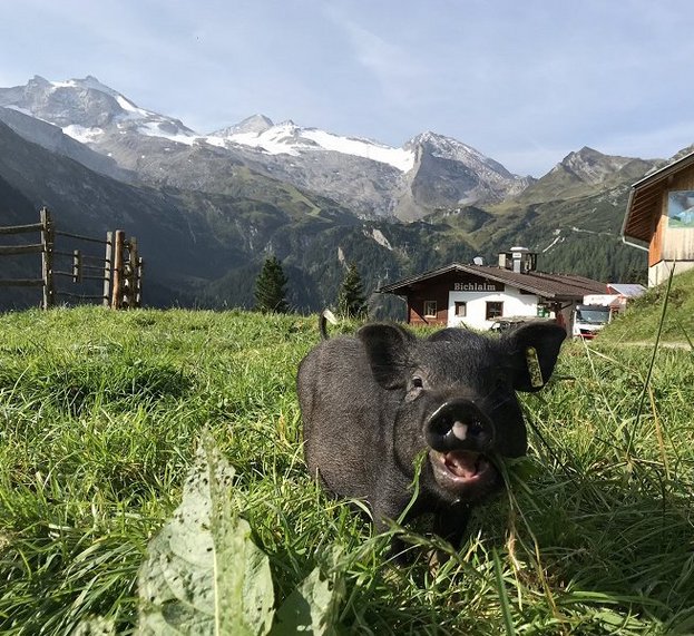 Schwarzes junges Schwein schaut vor der Bichlalm in die Kamera
