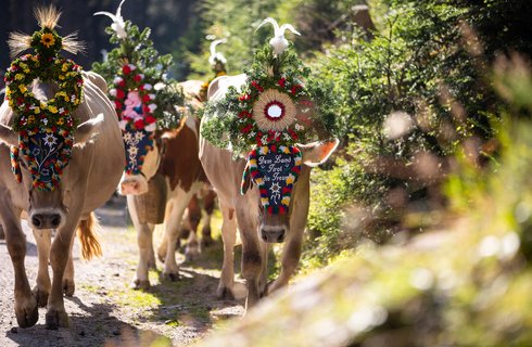 Almabtrieb in Hintertux