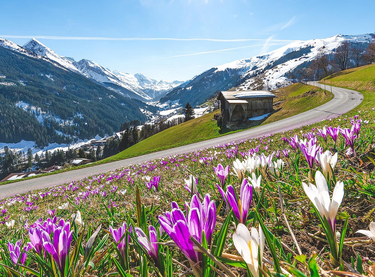 Krokusblüte im Tuxertal