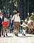 Almabtrieb im Zillertal