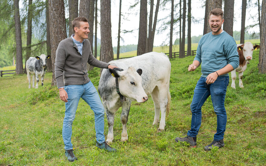 Zwei Männer lachen und interagieren mit einer neugierigen Kuh in einer grünen Wiese, umgeben von Bäumen und weiteren Kühen.