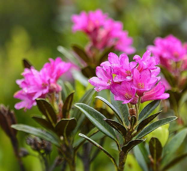 Alpenrosen