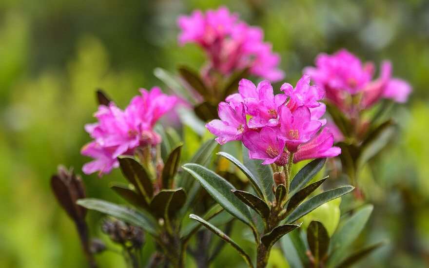 Lebendige lila Alpenrosen blühen üppig vor einem unscharfen, grünen Hintergrund, der die Farben hervorhebt.