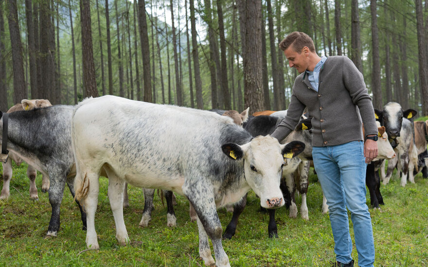 Ein Mann streichelt eine Kuh in einem bewaldeten Gebiet, umgeben von weiteren Kühen und hohen Bäumen im Hintergrund.
