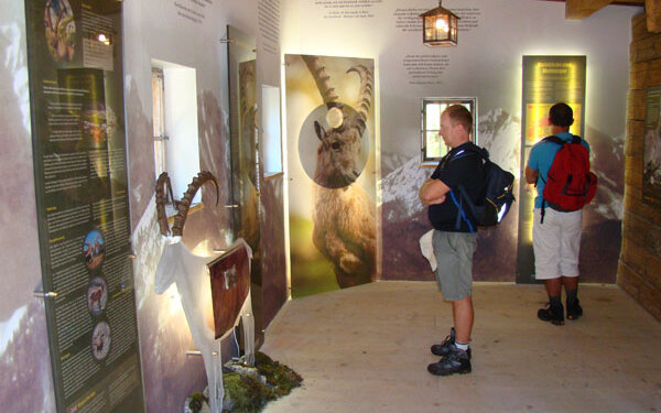 Im Ausstellungsraum stehen zwei Männer, die sich über die Tierwelt der Alpen informieren, umgeben von Bildern und Texten.