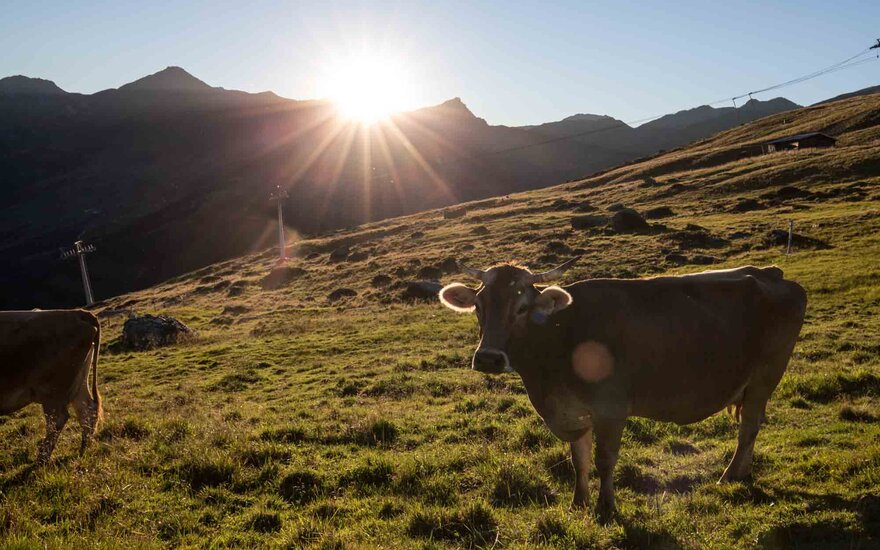 Eine Kuh steht auf einer grünen Wiese, während die Sonne hinter den Bergen aufgeht und die Landschaft in goldenes Licht taucht.