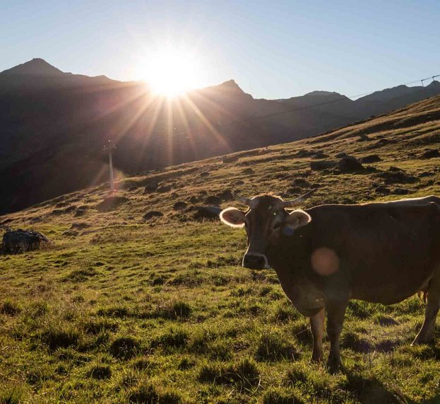 Kühe in Hintertux