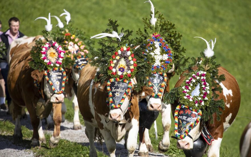 Eine Gruppe von Kühen mit bunten, blumengeschmückten Kopfbedeckungen zieht auf einem Weg durch eine grüne Landschaft.