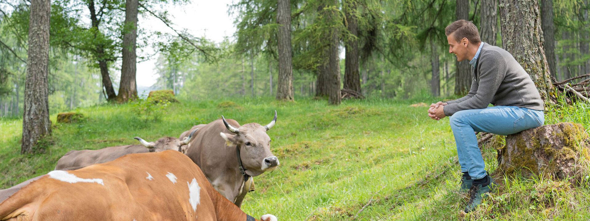 Ein Mann sitzt auf einem Baumstumpf und beobachtet eine Gruppe von Kühen in einer grünen Waldlandschaft.